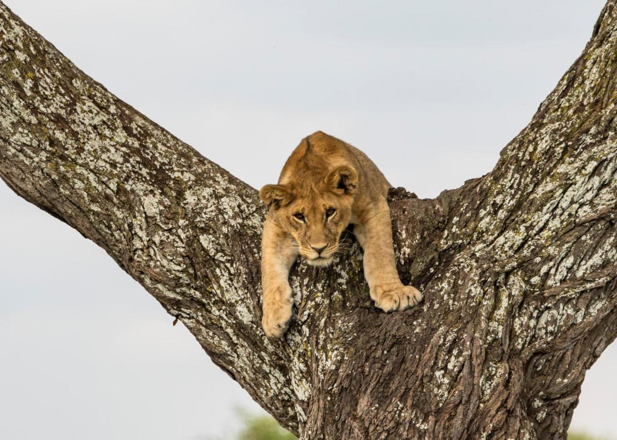 Melia Serengeti Lodge Member Of Melia Collection Exteriér fotografie
